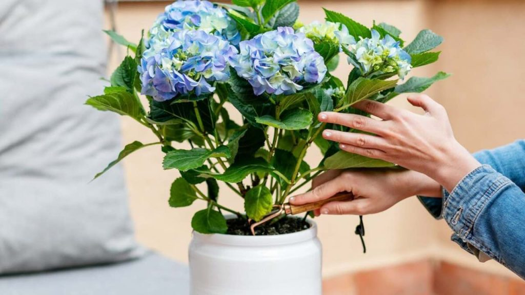 Cientos de hortensias en el jardín o balcón con la técnica de ramificación: increíble