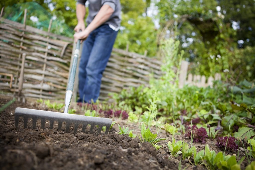Cómo crear un huerto desde cero, desde la preparación del suelo hasta la plantación