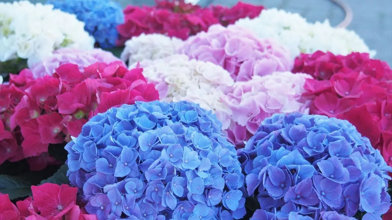 Cómo cuidar las hortensias y regarlas para que vivan mucho tiempo