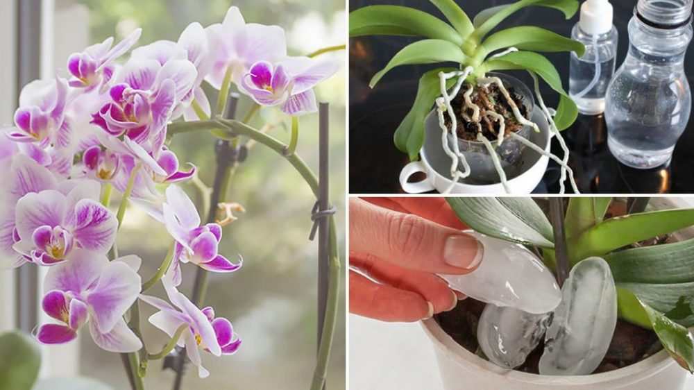 Cómo cuidar las orquídeas para que siempre estén floreciendo