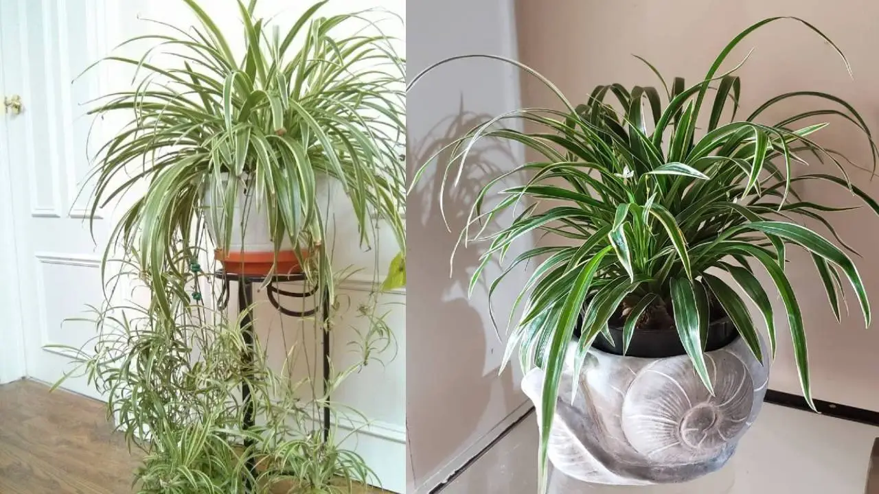 Cómo cuidar una cinta de amor, la pequeña planta que purifica el aire en tu hogar