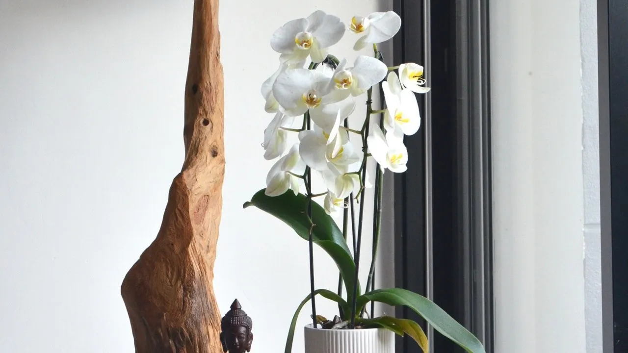 Cómo cuidar una orquídea en casa, todo lo que necesitas saber
