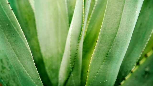 Cómo cultivar Aloe Vera y tener una planta curativa a mano