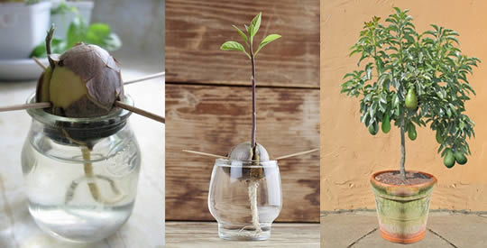 Cómo cultivar aguacate en casa para tener un suministro infinito