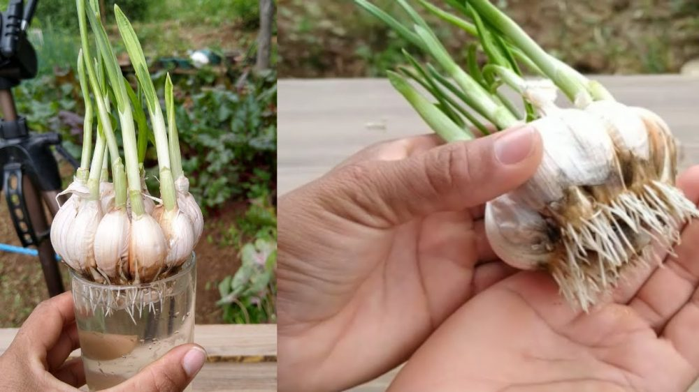 Cómo cultivar ajo en casa para tener un suministro infinito