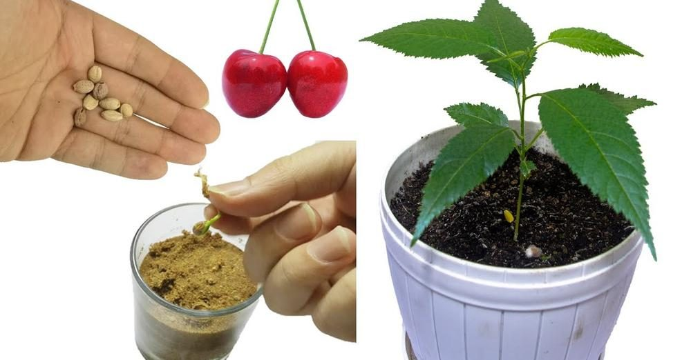 Cómo cultivar cerezos en casa a partir de los frutos: todos los secretos