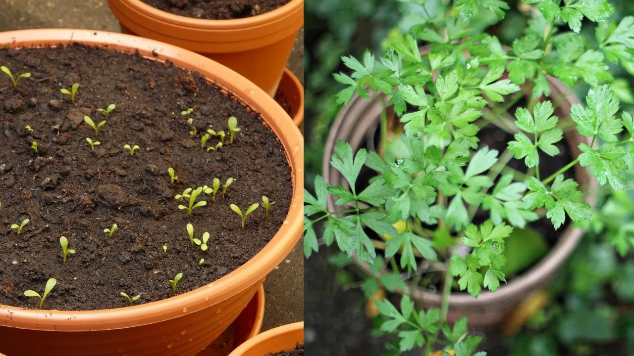 Cómo cultivar cilantro en maceta para tenerlo siempre en casa