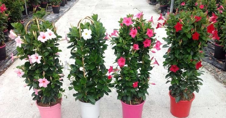 Cómo cultivar dipladenia: consejos para cuidarla y hacerla florecer