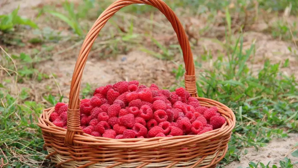 Cómo cultivar frambuesas en maceta para tenerlas siempre en casa