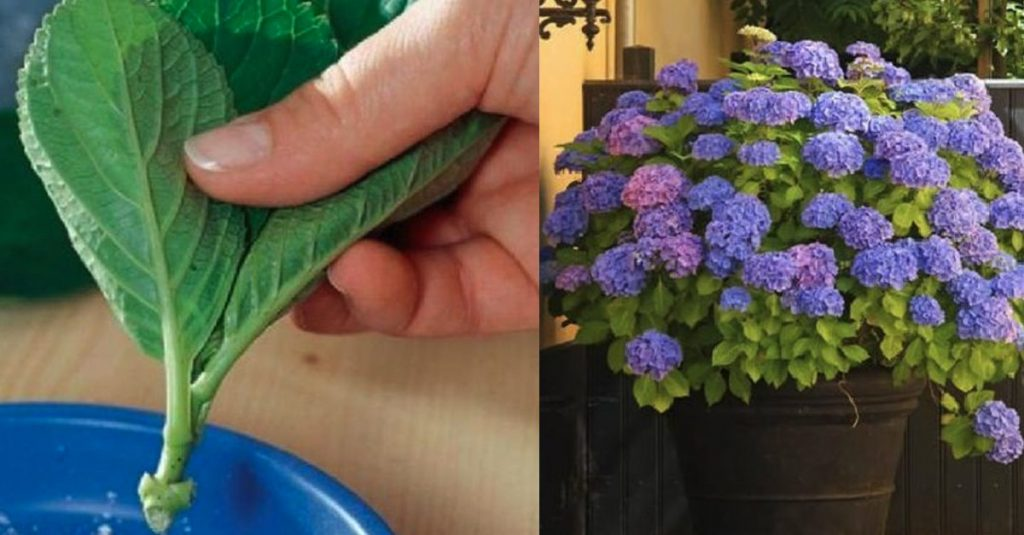 Cómo cultivar hortensias en maceta o en el jardín con consejos de cuidado