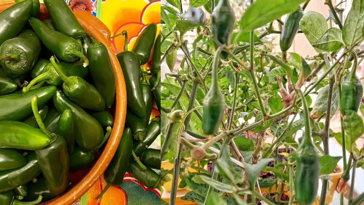 Cómo cultivar jalapeños en maceta para que nunca falten en tu mesa