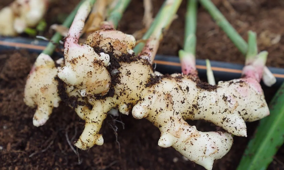 Cómo cultivar jengibre en maceta para tenerlo siempre en la cocina