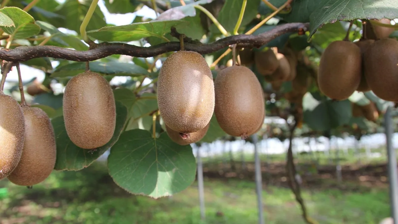 Cómo cultivar kiwis en maceta y conseguir que den muchos frutos