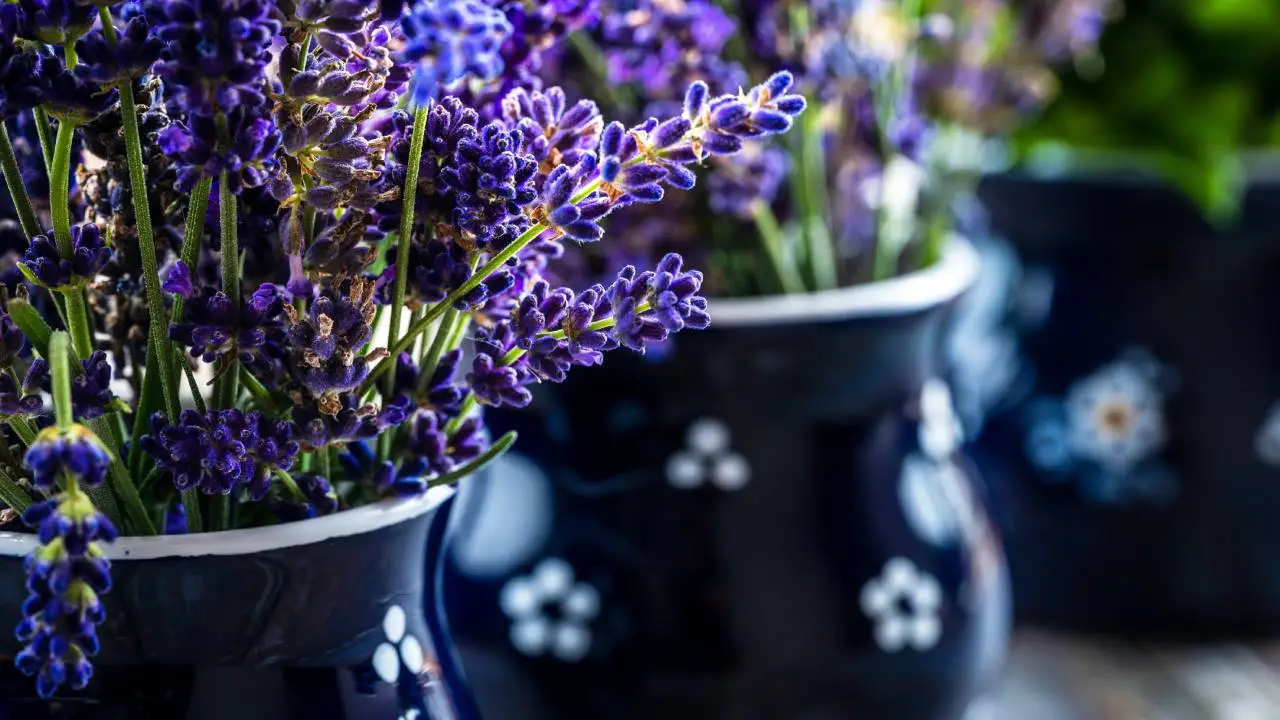 Cómo cultivar lavanda en una taza para perfumar tu hogar y ahuyentar insectos