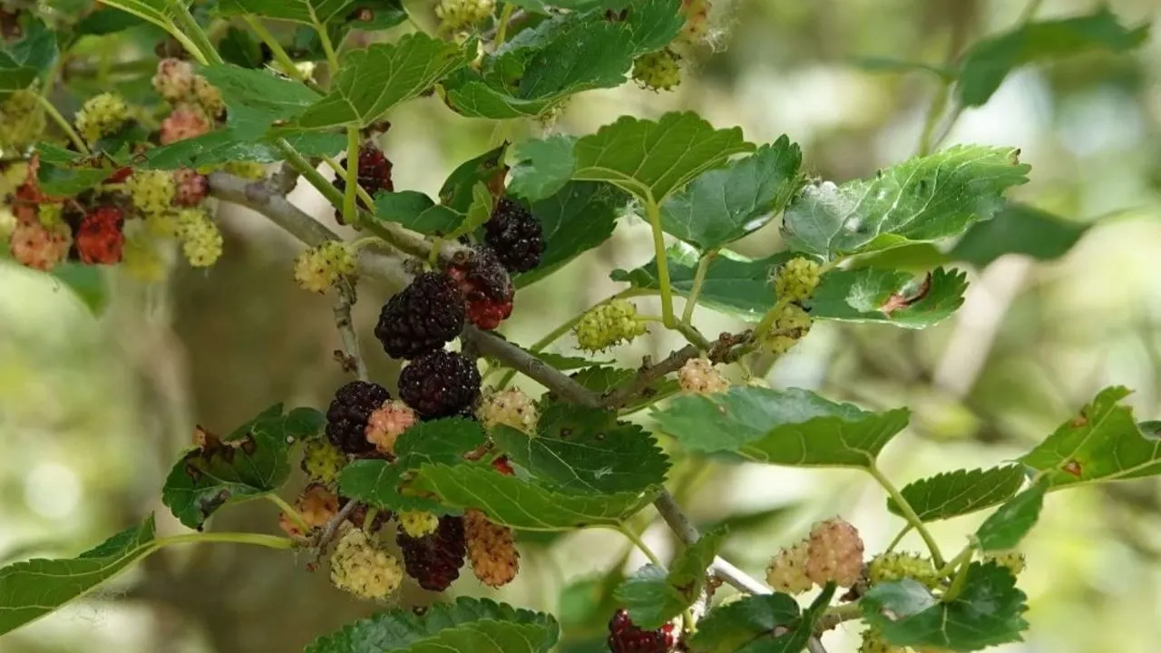 Cómo cultivar moras en maceta, ¡dejarás de ir al supermercado por ellas!