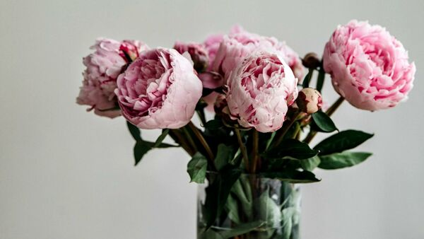 Cómo cultivar peonías: el símbolo floral del romanticismo