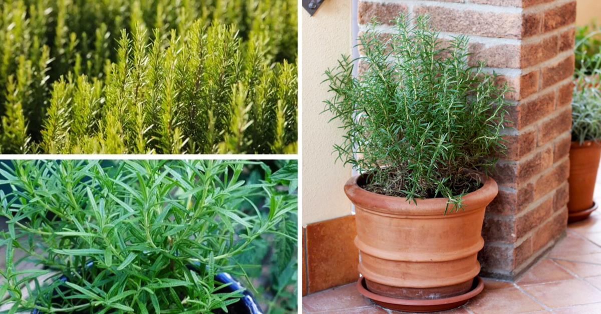Cómo cultivar romero en casa y aprovechar sus beneficios