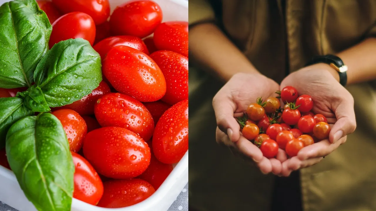 Cómo cultivar tomates cherry en maceta desde casa