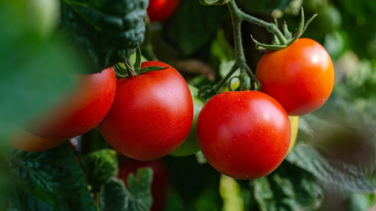 Cómo cultivar tomates en casa: consejos útiles para lograrlo