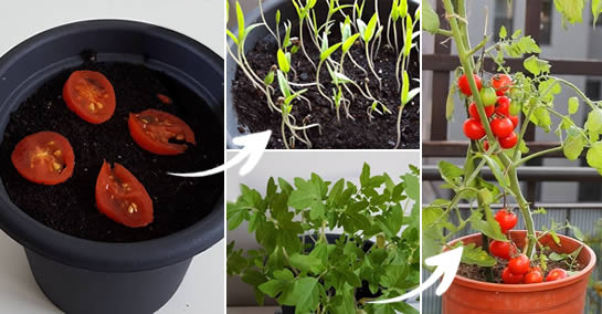 Cómo cultivar tomates en casa para no tener que comprarlas nunca más