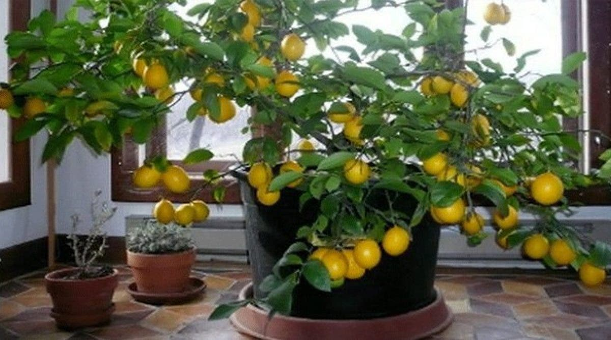 Cómo cultivar tu propio limonero a partir de semillas en casa