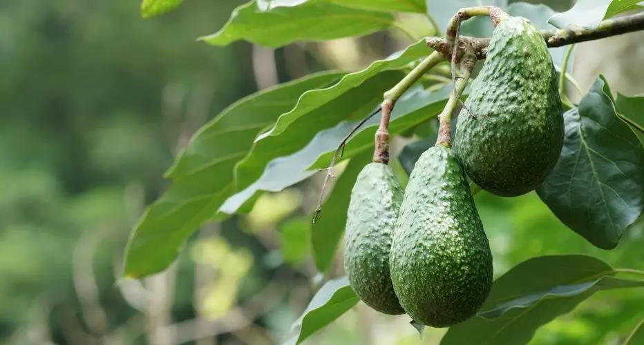 Cómo cultivar un aguacate en cualquier parte del mundo