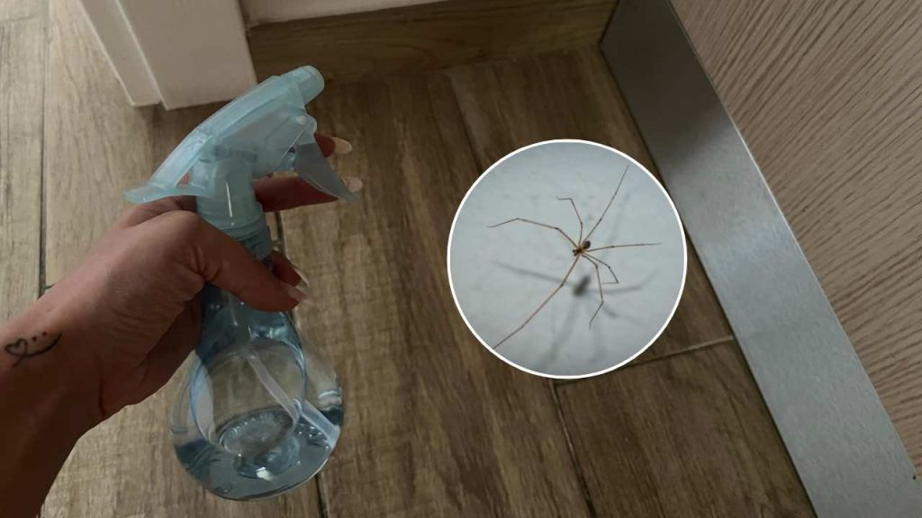 Cómo eliminar todas las arañas de tu casa con 1 euro: nunca más las volverás a ver allí
