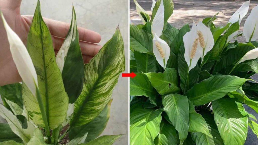 Cómo estimular el crecimiento del Spathiphyllum: así crece sano y lleno de flores
