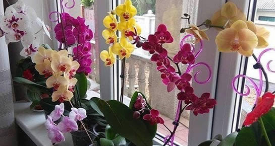 Cómo hacer florecer las orquídeas rápida y abundantemente y tener una floración permanente