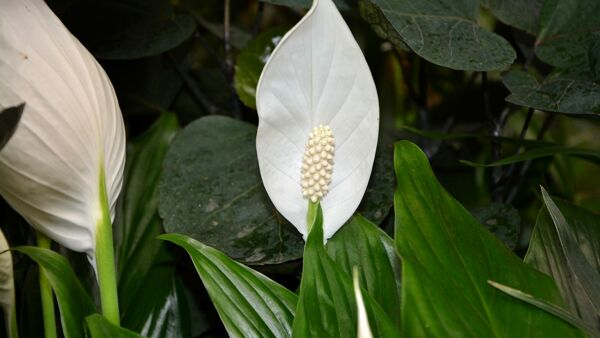 Cómo hacer que el Spathiphyllum vuelva a florecer: 5 técnicas para probar