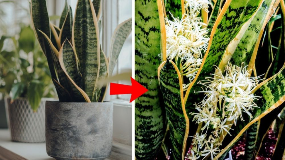 Cómo hacer que una sansevieria florezca y perfume por más tiempo