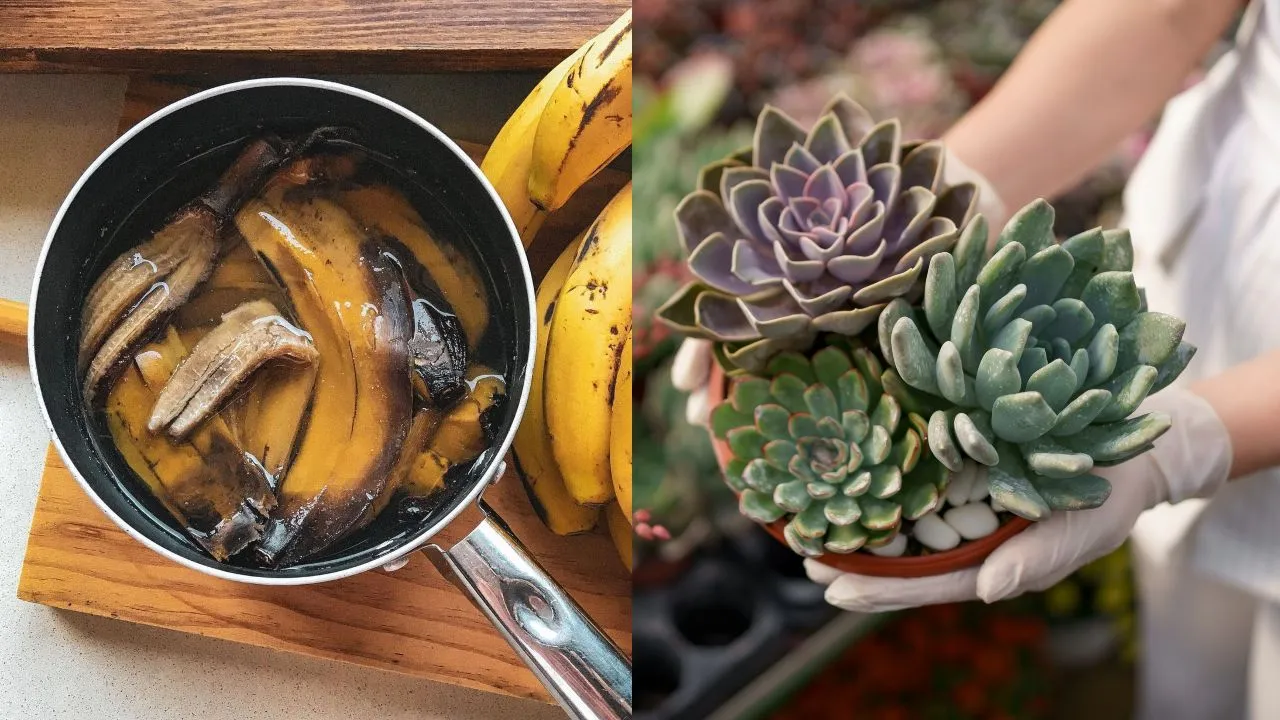 Cómo hacer té de cáscara de plátano para plantas: el mejor fertilizante casero