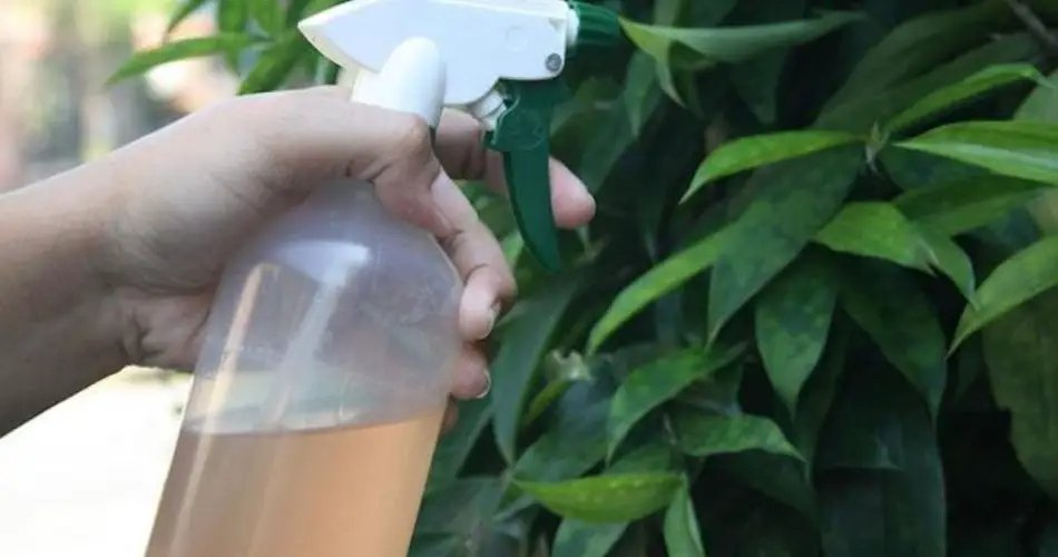 Cómo hacer un spray de cúrcuma: el mejor insecticida natural