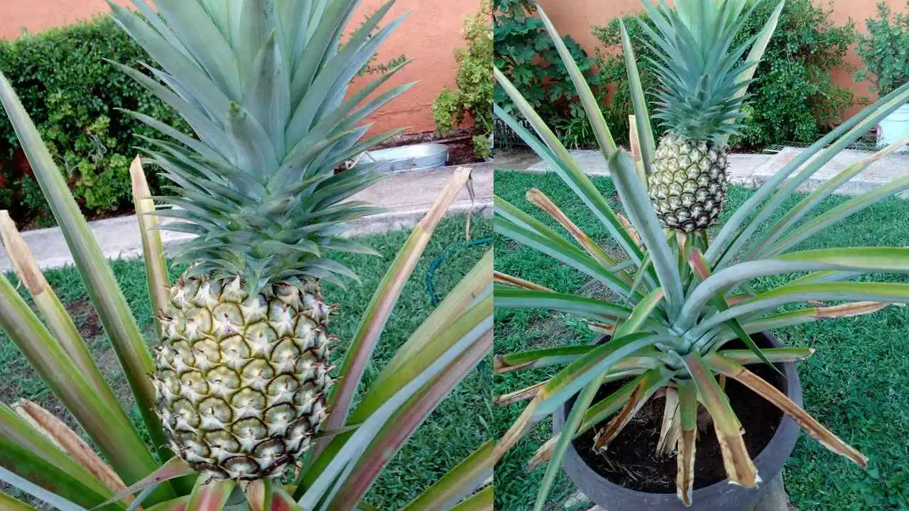 Cómo plantar una piña en maceta de la manera más fácil y rápida
