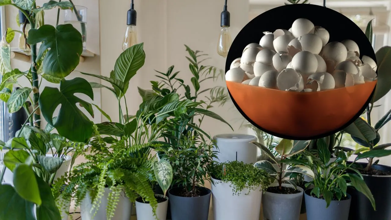 Cómo preparar té de cáscara de huevo, un fertilizante y repelente potente para tus plantas