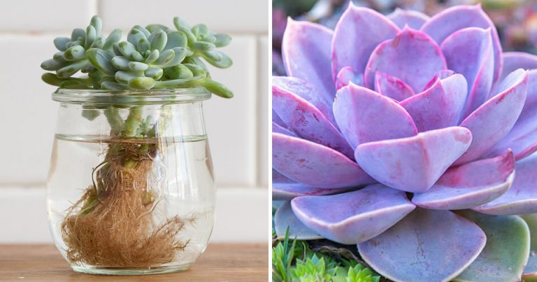 Cómo propagar plantas suculentas en agua