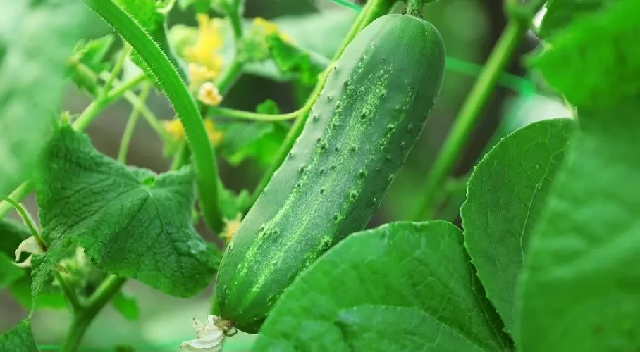 Cómo proteger los pepinos de las plagas sin usar productos químicos: 2 métodos principales para aplicar de inmediato