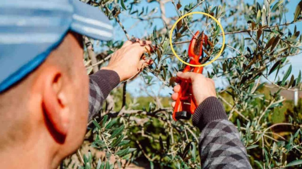 Cómo reproducir el olivo gratis: con este truco solo toma unos minutos