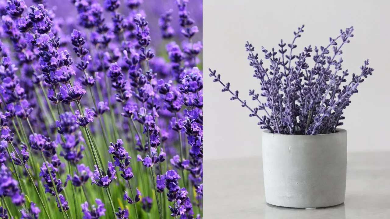 Cómo reproducir la planta de lavanda y cómo asegurarse de que florezca abundantemente