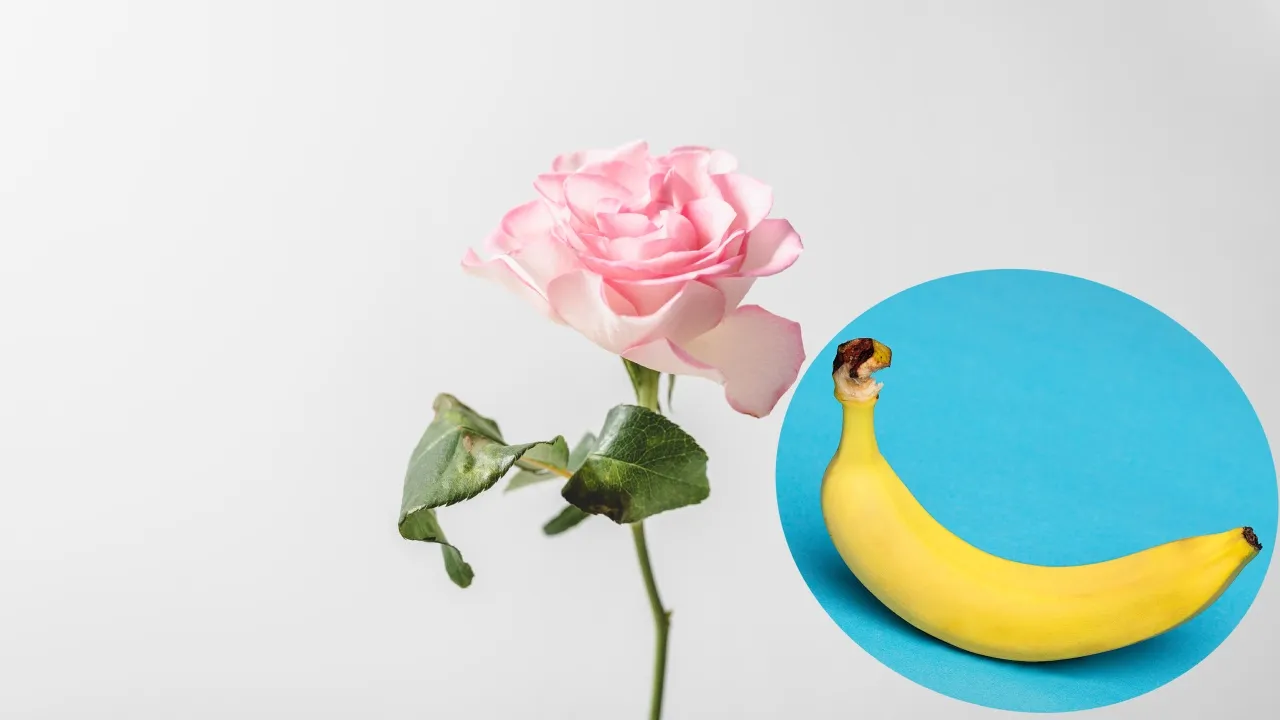 Cómo reproducir rosas en un plátano para conservar la primavera