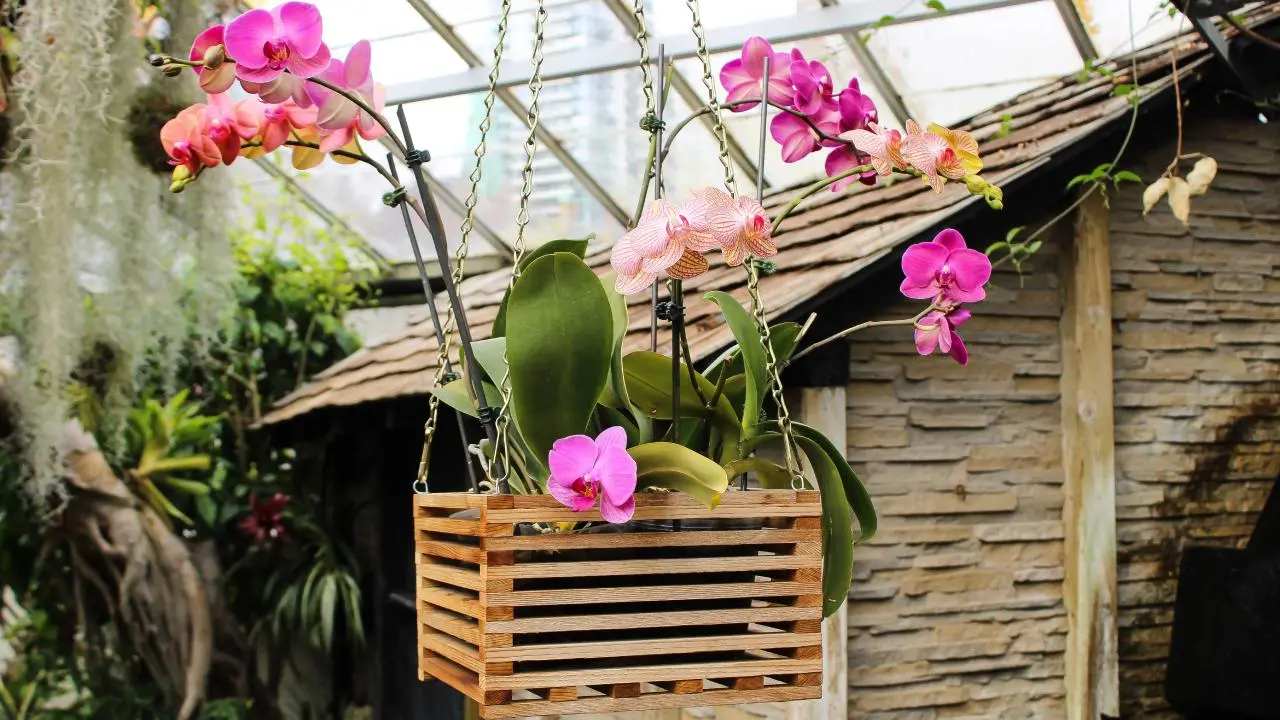 Cómo restaurar una orquídea marchita o dañada