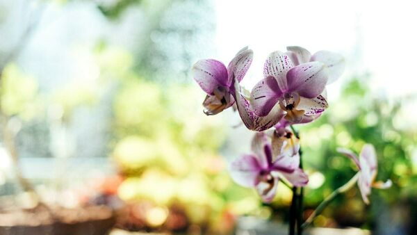 Cómo revivir una orquídea: 4 trucos y cómo trasplantarla