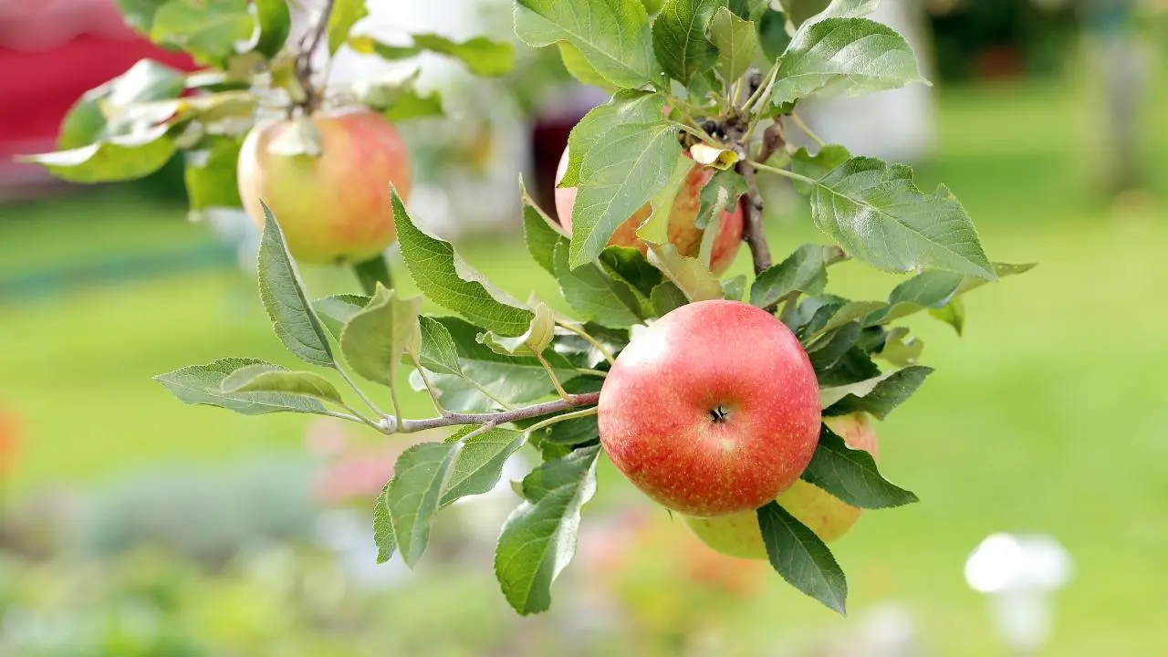 Cómo sembrar manzanas top paso a paso