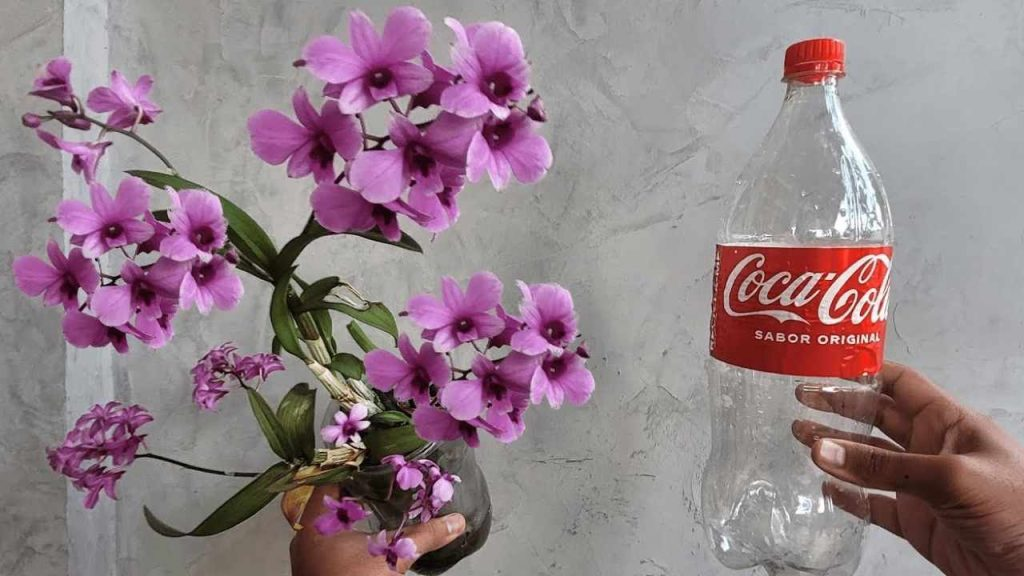 Con el método de la botella, la orquídea dura toda la vida: la táctica de todo jardinero