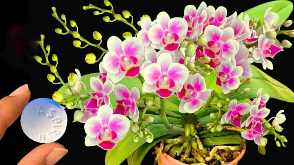 Con esta aspirina tendrás una explosión de flores sin precedentes: durarán años