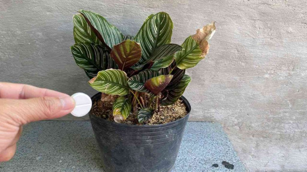 Con esta cápsula, todas tus flores se mantienen frescas durante todo un año