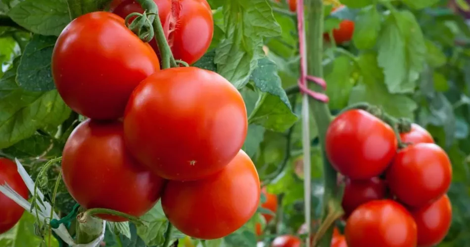 Con esta solución, los tomates crecerán tres veces más rápido
