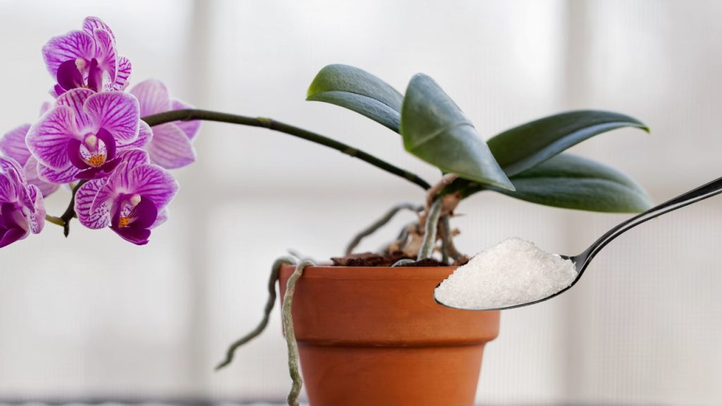 Con este ingrediente alimenta la orquídea mejor que un jardinero: muy abundante
