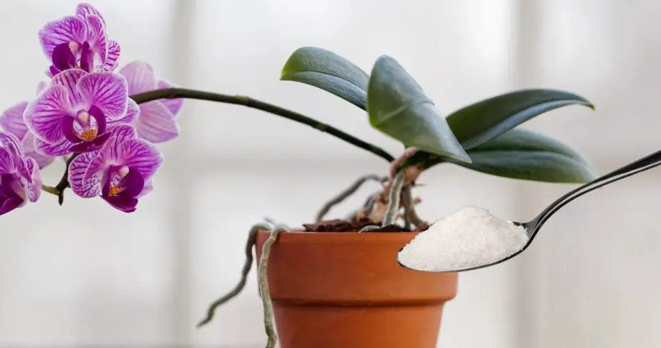 Con este ingrediente alimentarás mejor la orquídea que un jardinero: muy exuberante