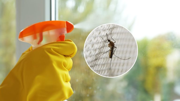 Con este ingrediente en las ventanas ni siquiera verás la sombra de los mosquitos